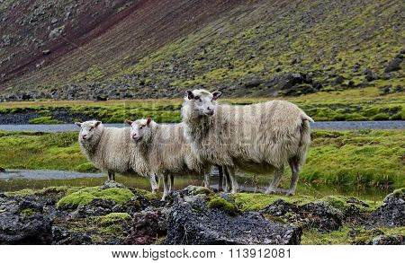 sheep on lava field, Eldgja, Iceland