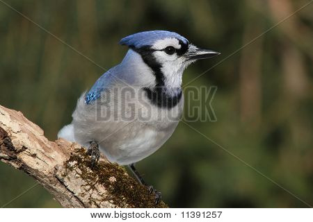 Blue Jay