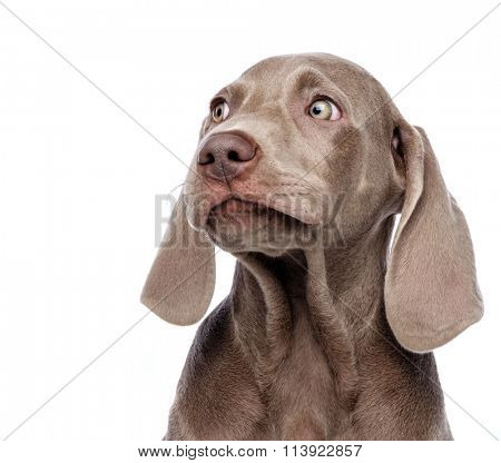 Weimaraner dog isolated on white