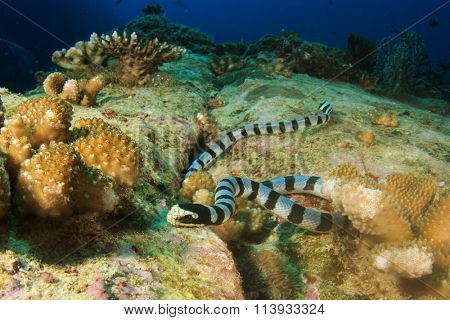 Banded Sea Snake Krait