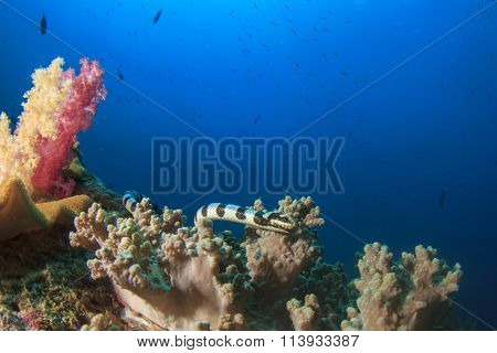 Banded Sea Snake Krait