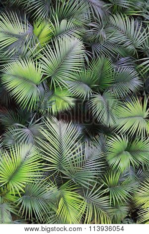 Plants