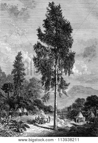 Details Eucalyptus globulus, vintage engraved illustration. Magasin Pittoresque 1880.