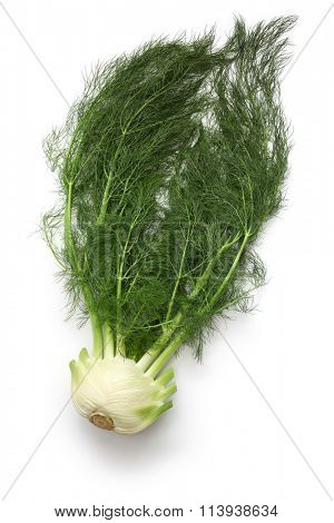 fresh finocchio, florence fennel bulb isolated on white background