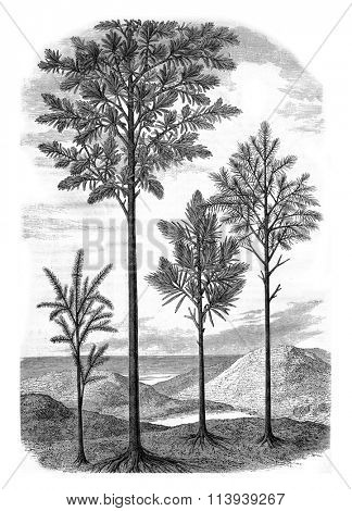 Landscapes of the primitive world, vintage engraved illustration. Magasin Pittoresque 1878.