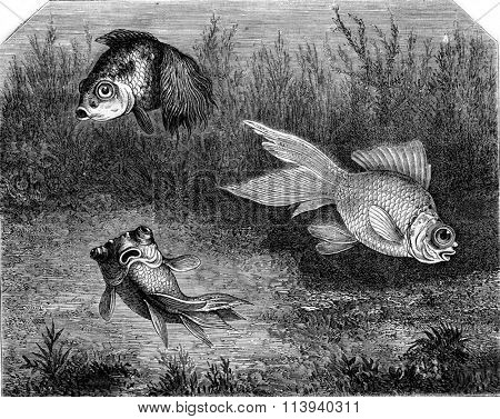 Variety of Goldfish. Cyprinid telescopes, vintage engraved illustration. Magasin Pittoresque 1873.