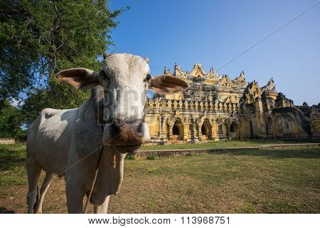 Cow at Maha Aung Myi Bon Zan Monastery in Inwa