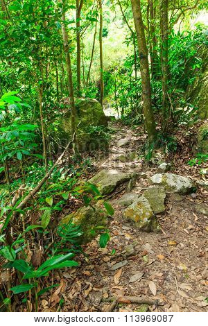 Jungle forest. Tropical trees in Asia.