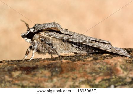 Grey dagger (Actronicta psi) moth