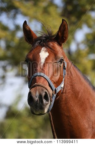 Portrait Of Beautiful Arabian Horse In Summer Corral