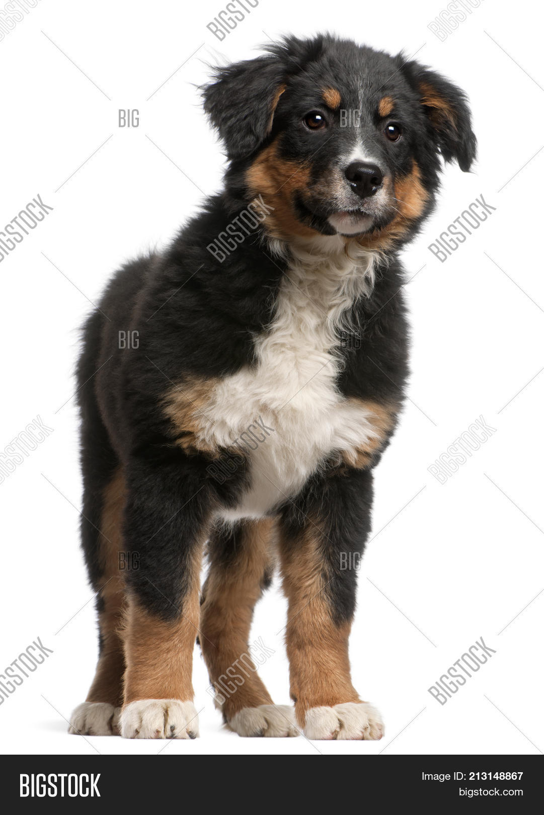 9 month old bernese mountain dog