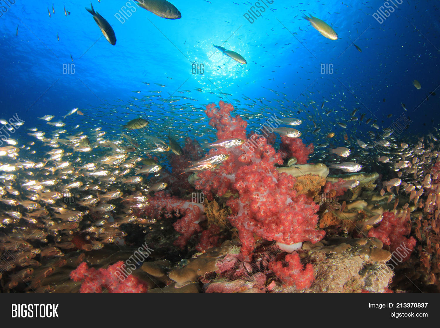 Underwater Coral Reef Image & Photo (Free Trial) | Bigstock