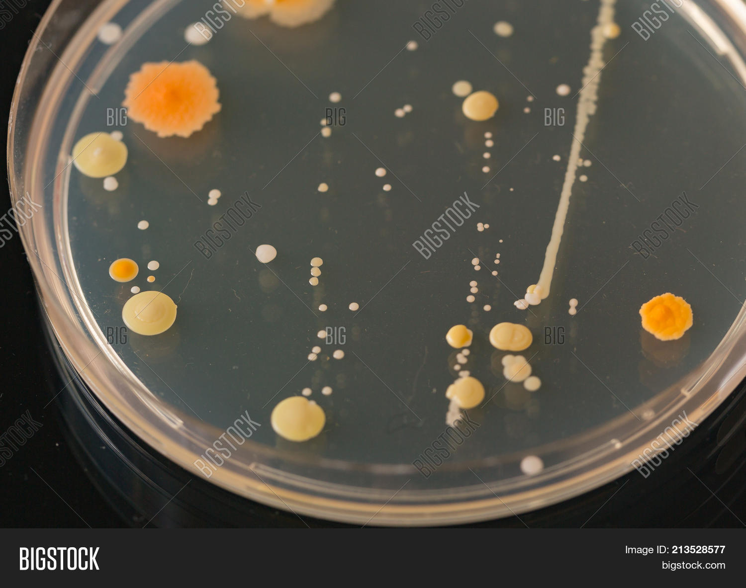 Petri Dish Growing Image & Photo (Free Trial) Bigstock