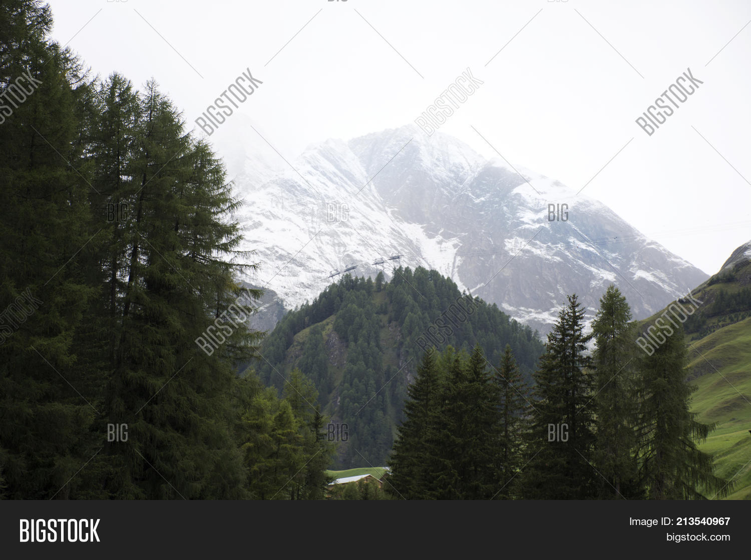 Alpine Tree Forest On Image & Photo (Free Trial) Bigstock