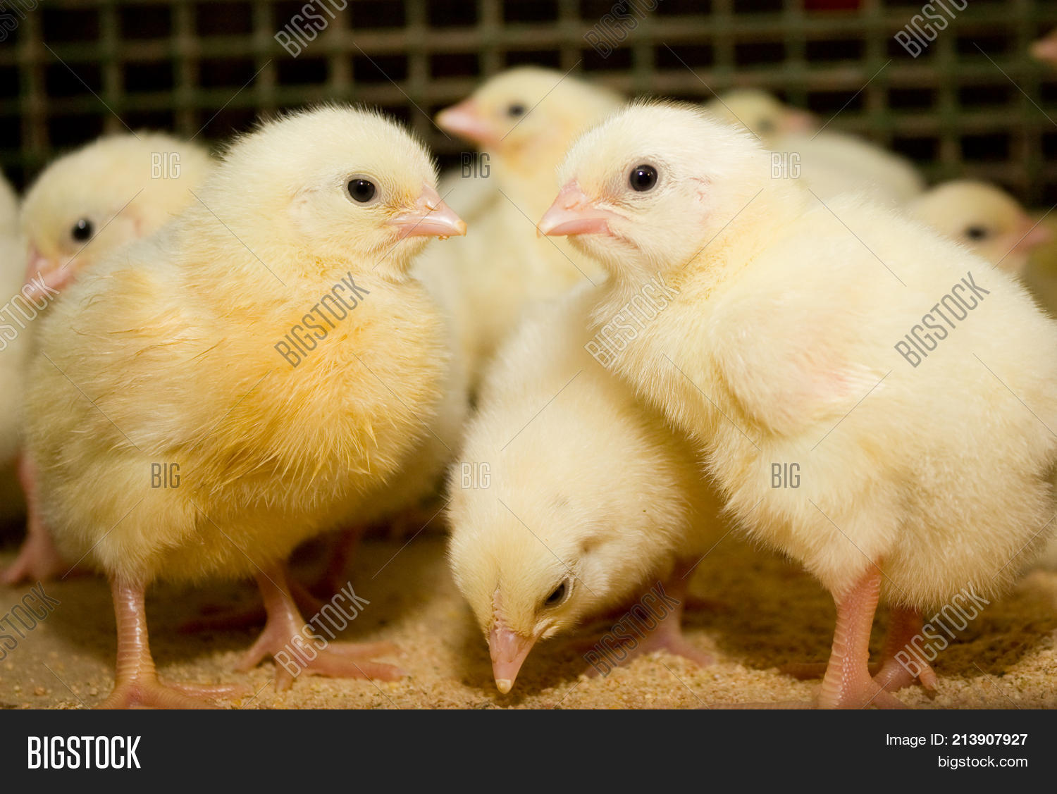 Young Broiler Chickens Image & Photo (Free Trial) Bigstock