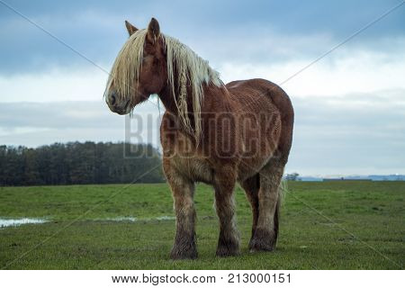 Jutland horse standing on green field Equus ferus caballus