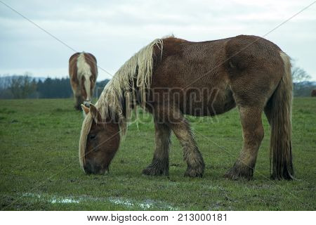 Jutland horses eating green grass on field on a cloudy day Equus ferus caballus