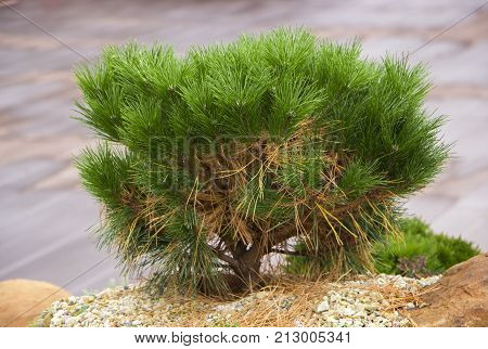 Alpine garden with dwarf conifers close up