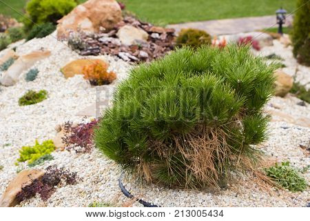 Alpine garden with dwarf conifers close up
