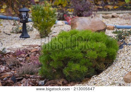 Alpine garden with dwarf conifers close up