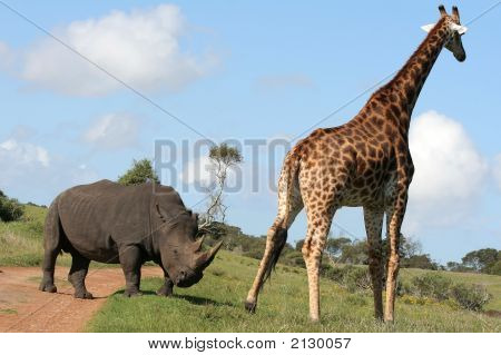 Giraffe en Rhino interactie