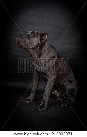 Big Black Dog