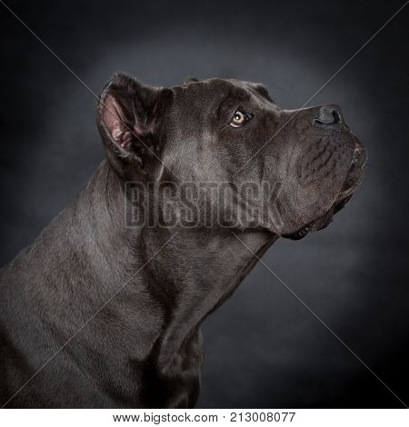 Big Black Dog