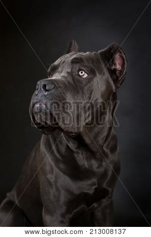 Big Black Dog