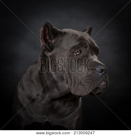 Big Black Dog
