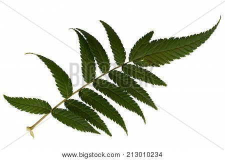 Green leaves isolated on white. Flat lay. Nature concept