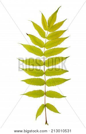 Yellow leaves isolated on white. Flat lay. Nature concept