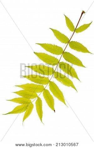 Yellow leaves isolated on white. Flat lay. Nature concept