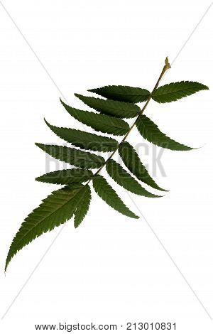 Green leaves isolated on white. Flat lay. Nature concept
