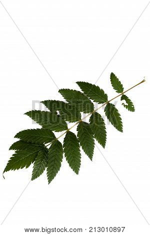 Green leaves isolated on white. Flat lay. Nature concept
