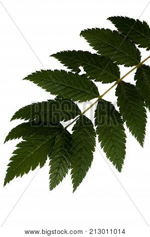 Green leaves isolated on white. Flat lay. Nature concept