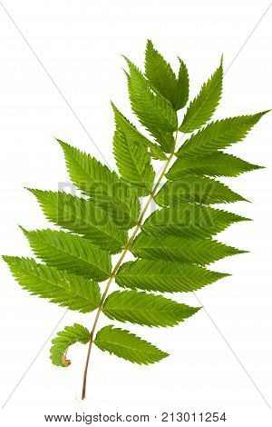 Green leaves isolated on white. Flat lay. Nature concept