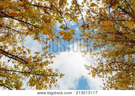 The tops of the trees golden autumn