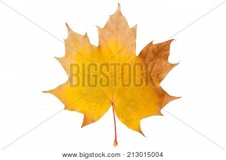 Bright autumn maple leaf isolated on white.