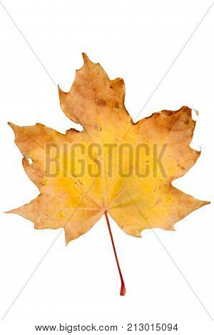 Bright autumn maple leaf isolated on white.