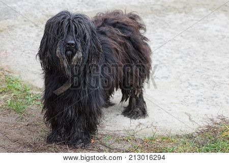 A shaggy beautiful dog stands on the sand in the yard