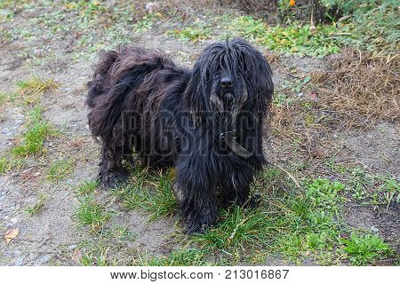 A furry beautiful dog stands on the grass in the yard