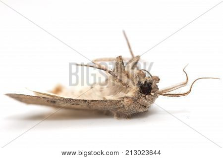 moth butterfly on a white background. macro .