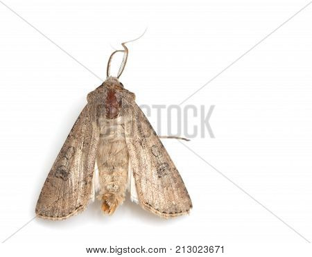 moth butterfly on a white background. macro .
