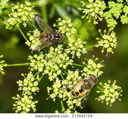 Fly in nature. macro . In the park in nature