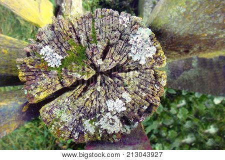 Moss on stump in the forest. Retro timber with moss in the forest. Stump green moss spruce pine coniferous tree forest park wood root bark