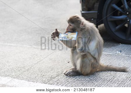 KAM SHAN COUNTRY PARK, HONG KONG - JULY 21, 2013 - Rhesus Macaque with a missing arm tries to open a snack at Monkey Hill, Hong Kong