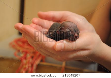 newborn small sphinx kitten in the hands of a man, soft focus