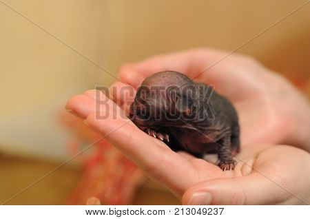 newborn small sphinx kitten in the hands of a man, soft focus