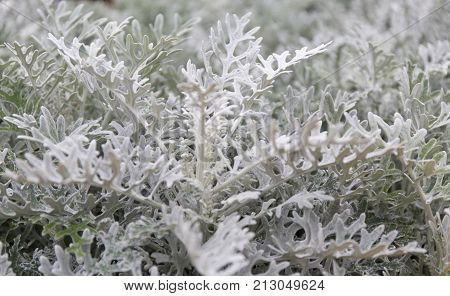 Cineraria maritima silver dust. Soft Focus Dusty Miller Plant. Background Texture.