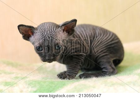 Bald cat, closeup portrait sphinx cats, naked cat, kitten without wool.
